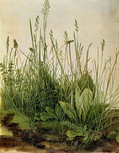 The Great Piece of Turf by Albrecht Dürer