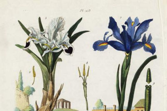 Jacques Reyne Isidore Acarie-Baron